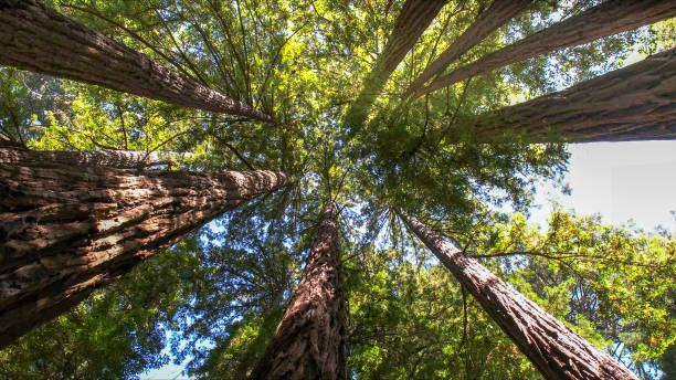 Best Emergency Storm Tree Removal  in Twisp, WA